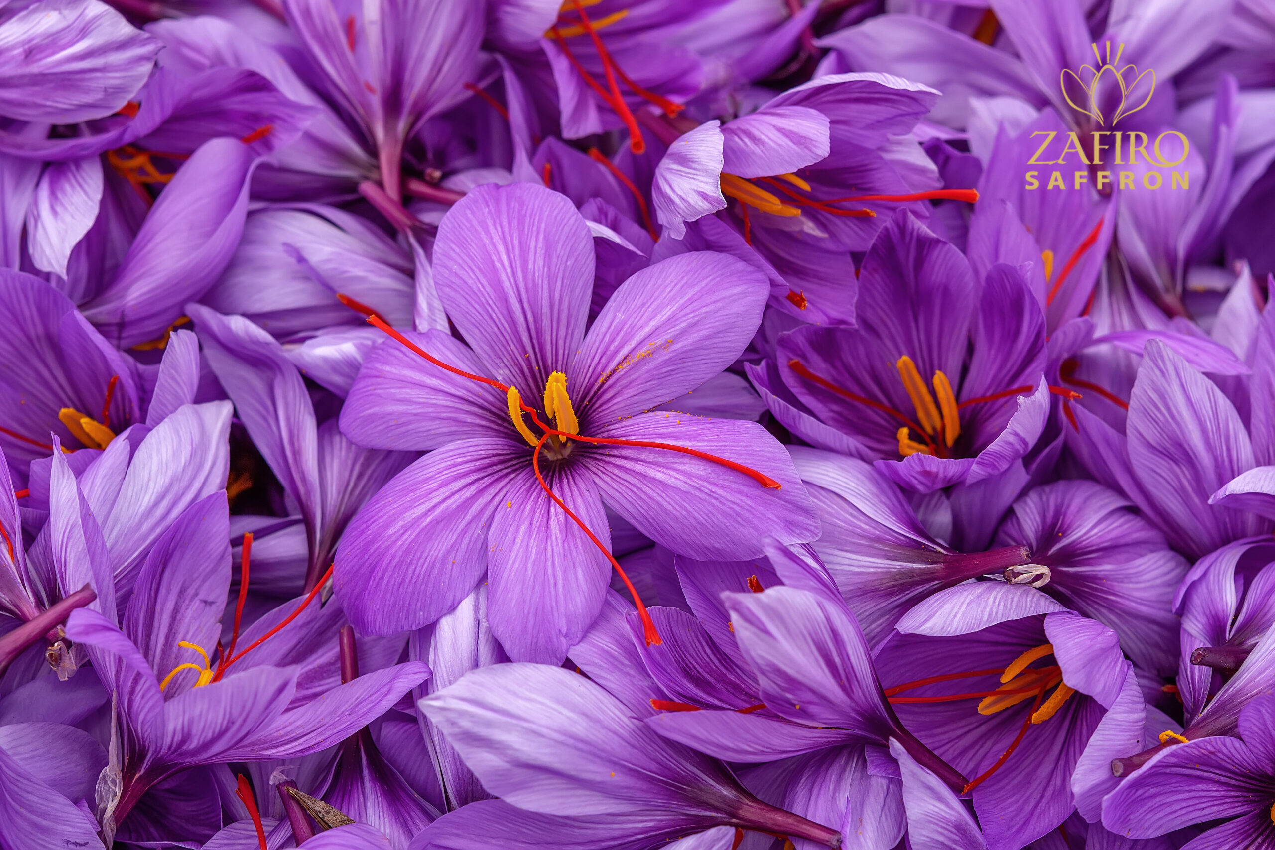 About Saffron